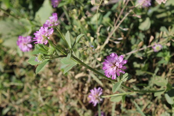 Reversed clover or the Trifolium resupinatum