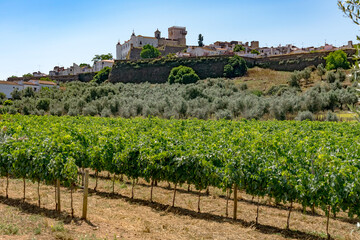 Estremoz castle and walls with the vineyards in the foreground. Alentejo region of Portugal.