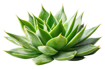 Fototapeta premium Succulent plant close up view