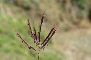 Andropogon gerardi or the Big bluestem