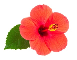 Vibrant Orange Hibiscus Flower with Green Leaf on White