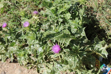 Silybum marianum, Milk thistle or the marian thistle