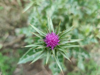 Silybum marianum, Milk thistle or the marian thistle