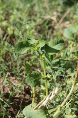 Rumex spinosus, Emex spinosa or the Three corner jack plant