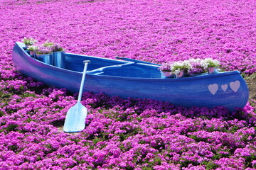 creeping phlox