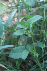 Rumex spinosus, Emex spinosa or the Three corner jack plant