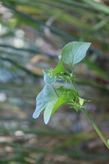 Rumex spinosus, Emex spinosa or the Three corner jack plant
