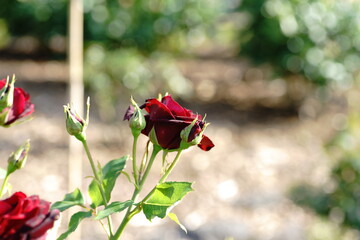 Roses are blooming