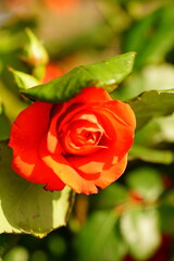 Roses are blooming