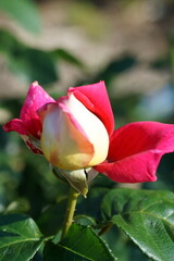 Roses are blooming