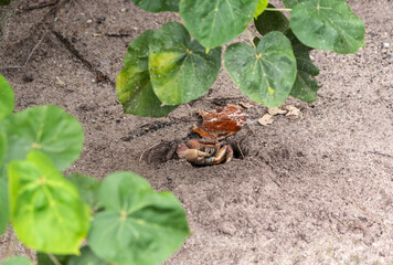 Wild crab partially hidden in sandy burrow under green leaves, showing claws and eyes