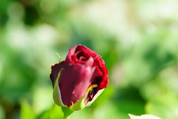 Roses are blooming