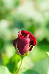 Roses are blooming