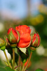 Roses are blooming
