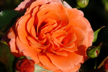 Roses are blooming