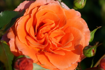 Roses are blooming