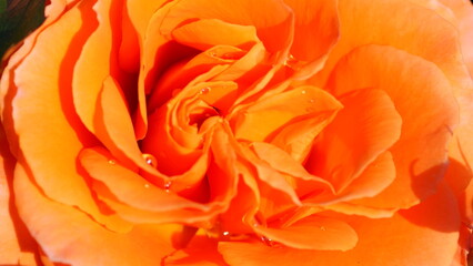 Roses are blooming