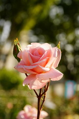 Roses are blooming