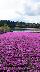 creeping phlox