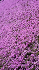 creeping phlox