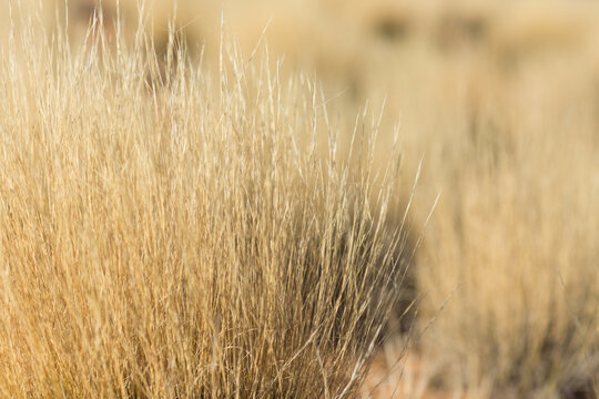 Golden dry grass clumps in close-up