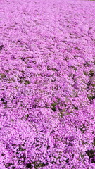 creeping phlox