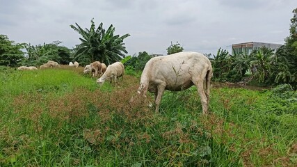 Obraz premium A pregnant goat grazes calmly in a field, feeding on fresh grass and reflecting a peaceful rural farming life.
