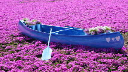 creeping phlox