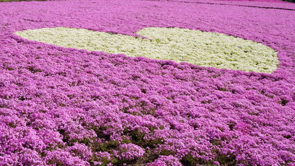 creeping phlox