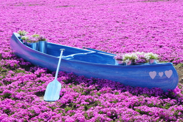 creeping phlox