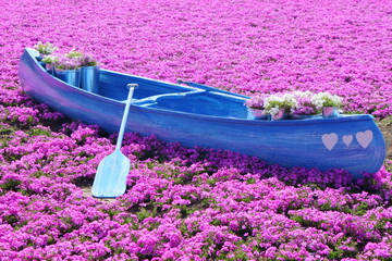 creeping phlox