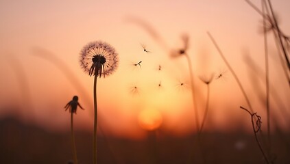 Fototapeta premium A single dandelion seed head blowing in the wind at sunset – representing freedom, fragility, and letting go.