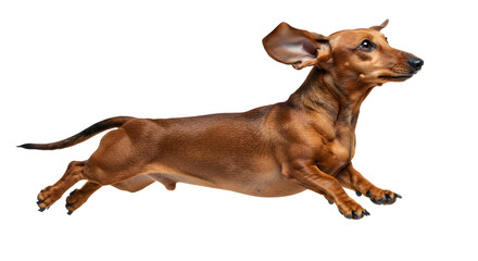 Enthusiastic dachshund mid-leap, showcasing energy and joyful motion on white backdrop