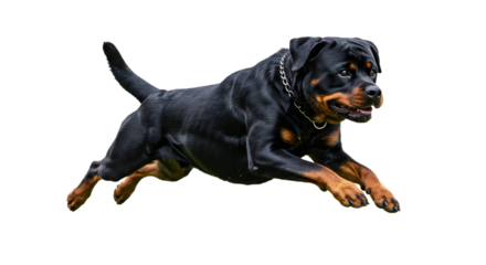 Majestic rottweiler soars with intensity during an agile mid-air moment