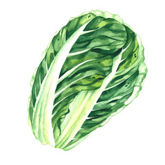 Chinese cabbage hand drawn vegetable watercolor. Asian cruciferous cabbage isolated for food design, drinks, healthy eating, healthy green salads