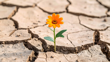 Resilience Symbol: Flower Growing from Cracked Ground
