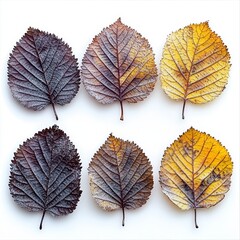 Obraz premium Six Frost Covered Autumn Leaves in Yellow Brown and Purple Hues on White Background