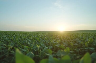 Fototapeta premium A large field of green soybean plants in the foreground