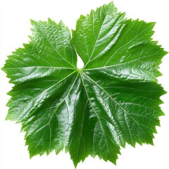 Detailed Green Grape Leaf Isolated on White Background