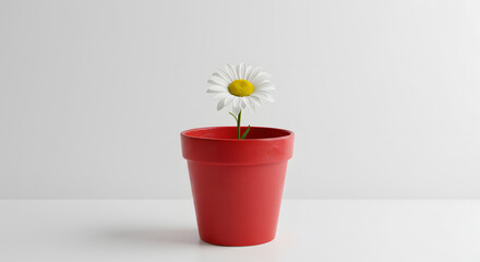Daisy in Red Pot