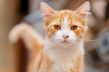 Close-up portrait of an orange and white street cat in a Moroccan street