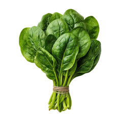 Fresh Spinach Bundle Isolated on Black Background