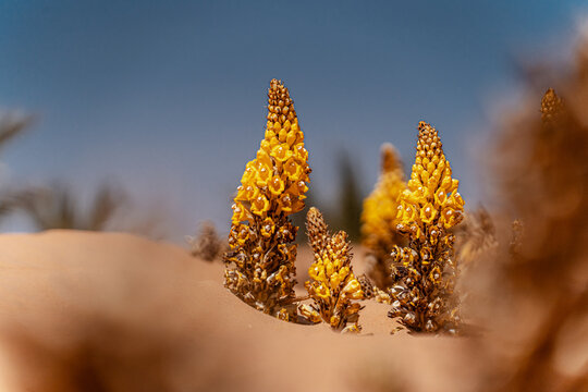 Close-up of a Cistanche tubulosa plant growing in the desert of Morocco