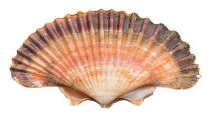 Obraz premium Colorful Scallop Shell Isolated on Transparent Background Showcasing Natural Textures and Patterns