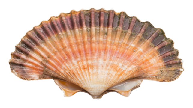 Colorful Scallop Shell Isolated on Transparent Background Showcasing Natural Textures and Patterns