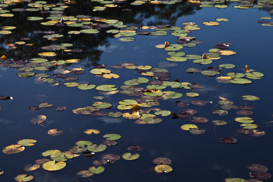 Lotus leaves in pond