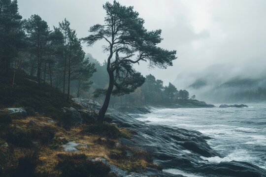 Misty coastal landscape with a lone pine tree