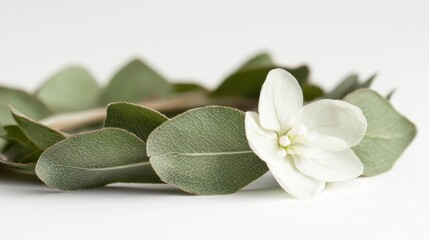 Obraz premium Close-up of a single white flower with a few green leaves scattered around it. the flower has five petals and a yellow center, and the leaves are arranged in a circular pattern around the flower.