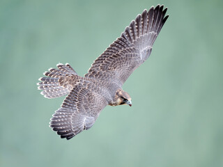 Peregrine falcon (Falco peregrinus)