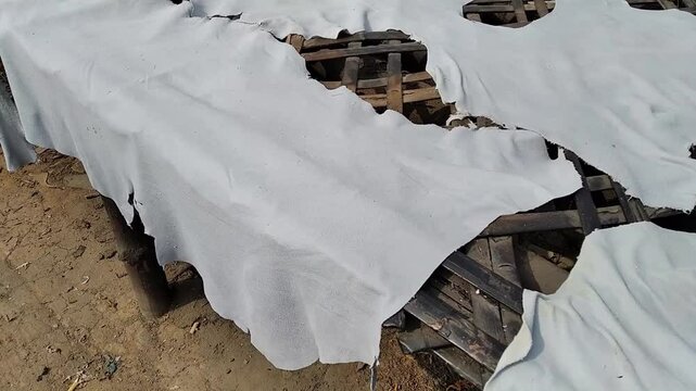 White color leather skins hide drying process of tanning